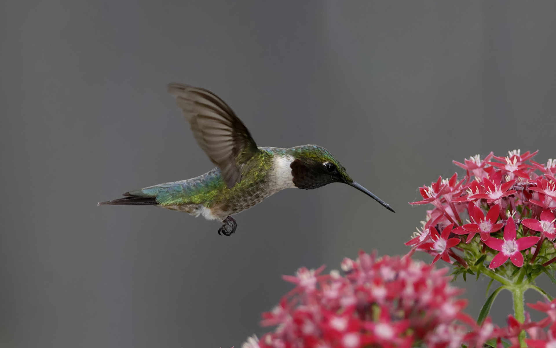 Hummingbird Backgrounds