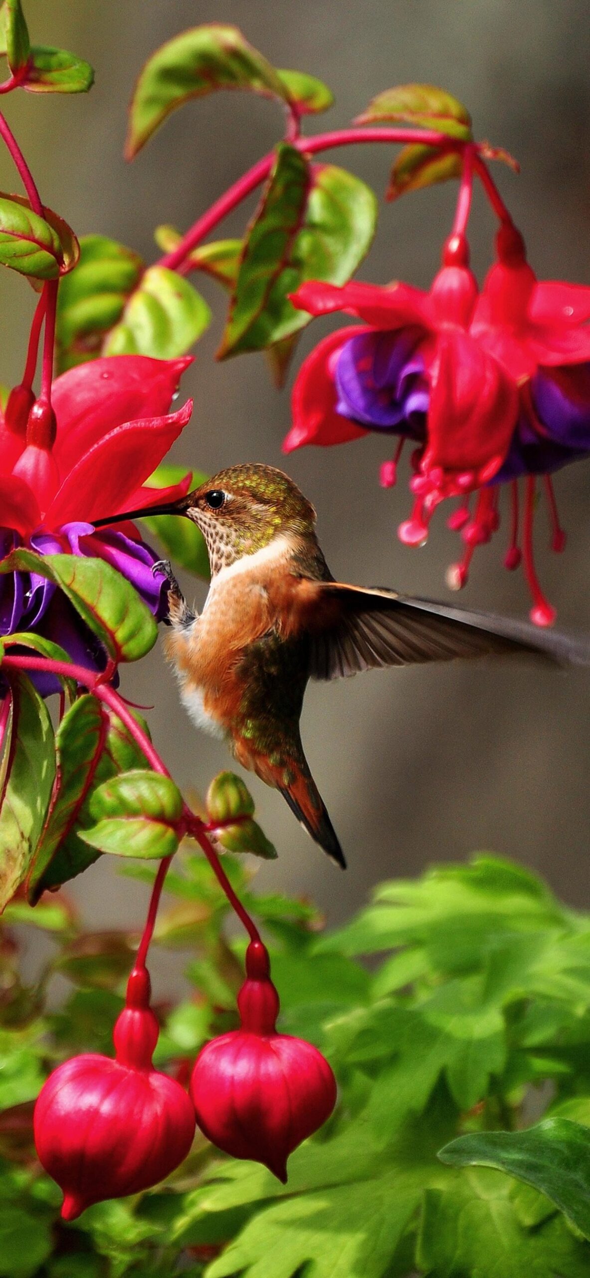 Hummingbird Backgrounds