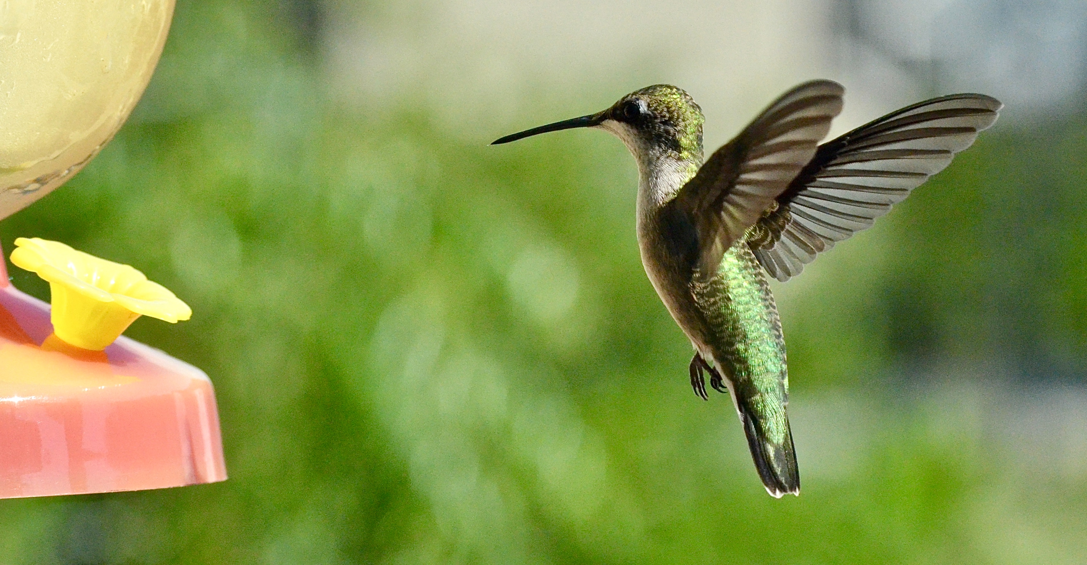 Hummingbird Backgrounds