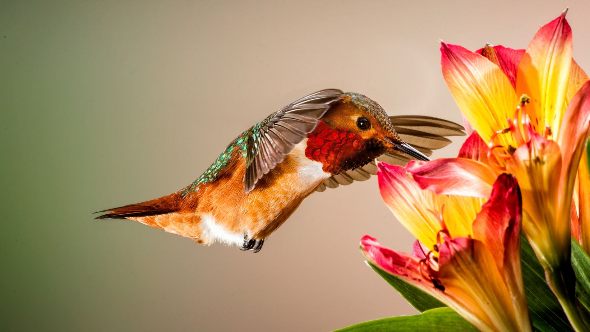 Hummingbird Backgrounds