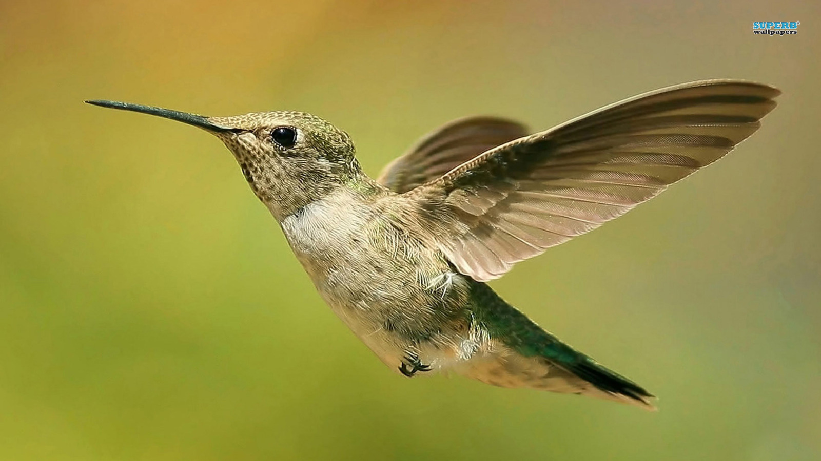 Hummingbird Backgrounds