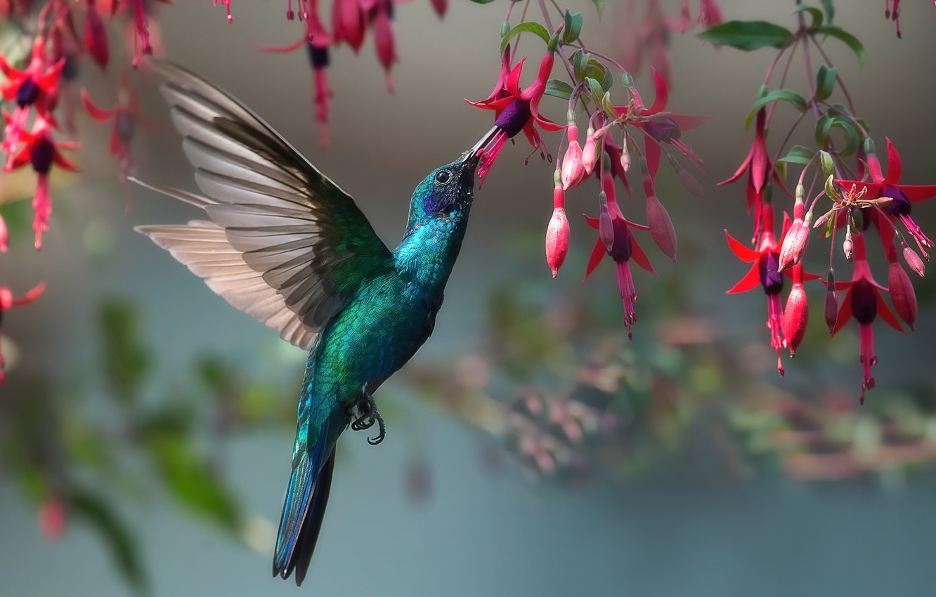 Hummingbird Backgrounds