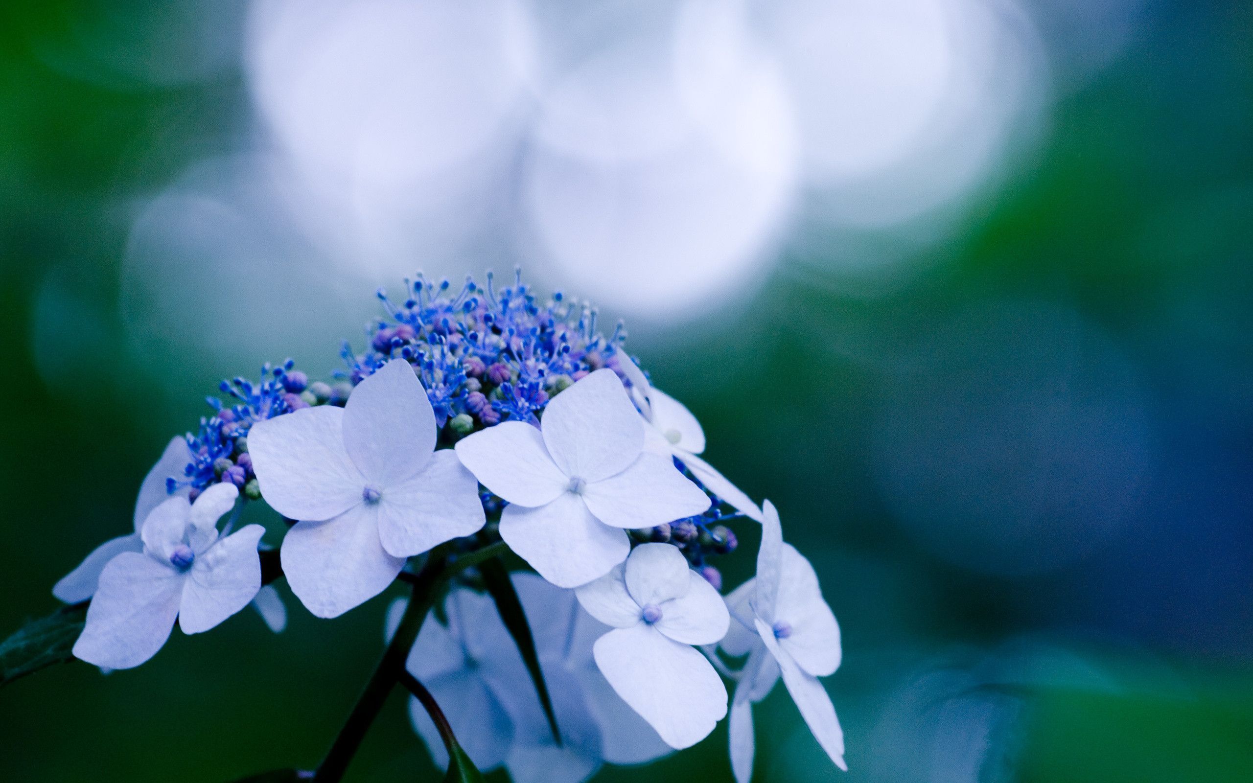 Hydrangea Desktop Backgrounds