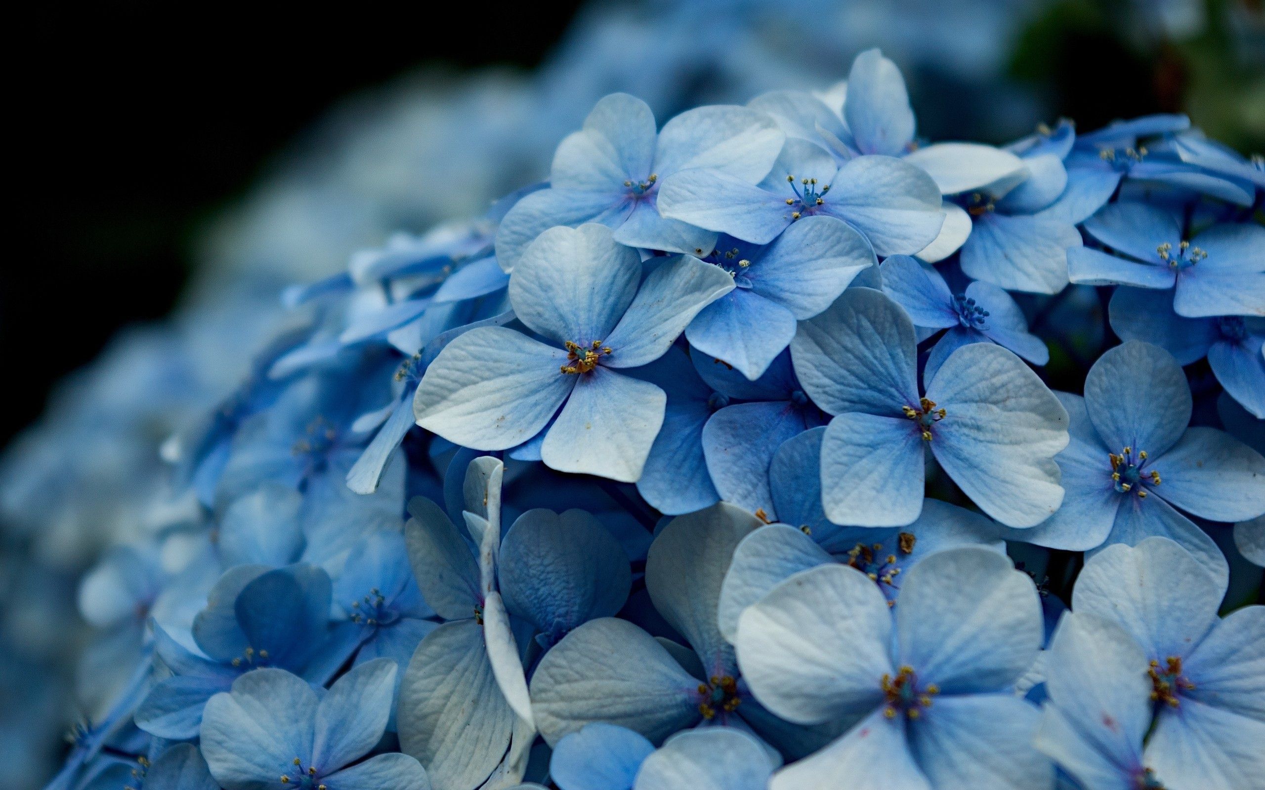 Hydrangea Desktop Backgrounds