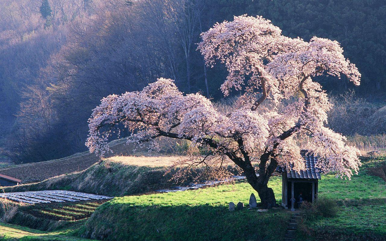 Japanese Nature Background