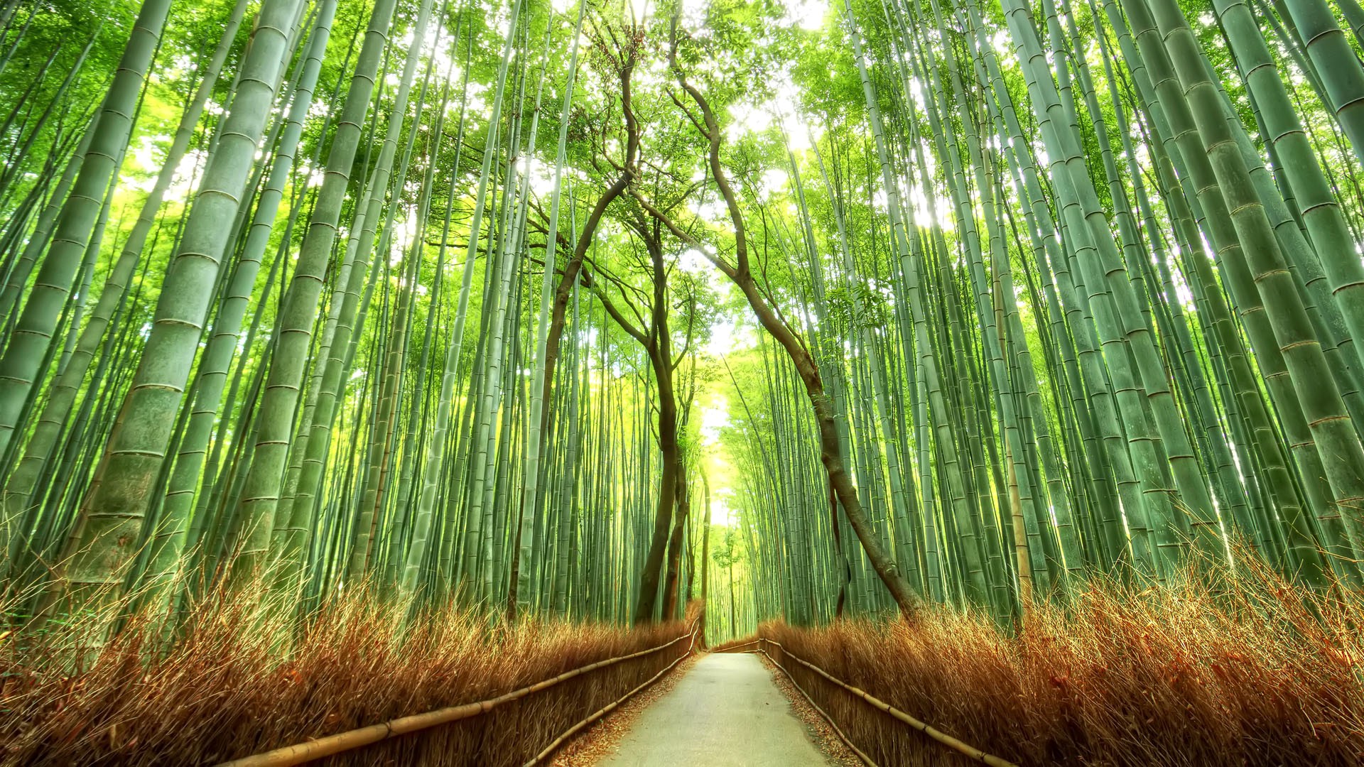 Japanese Nature Background