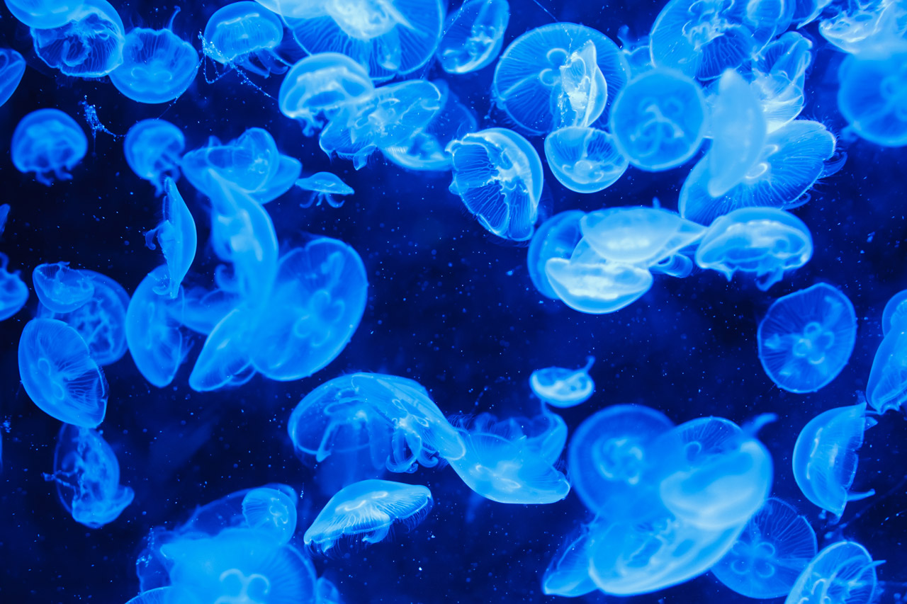 Jellyfish Background