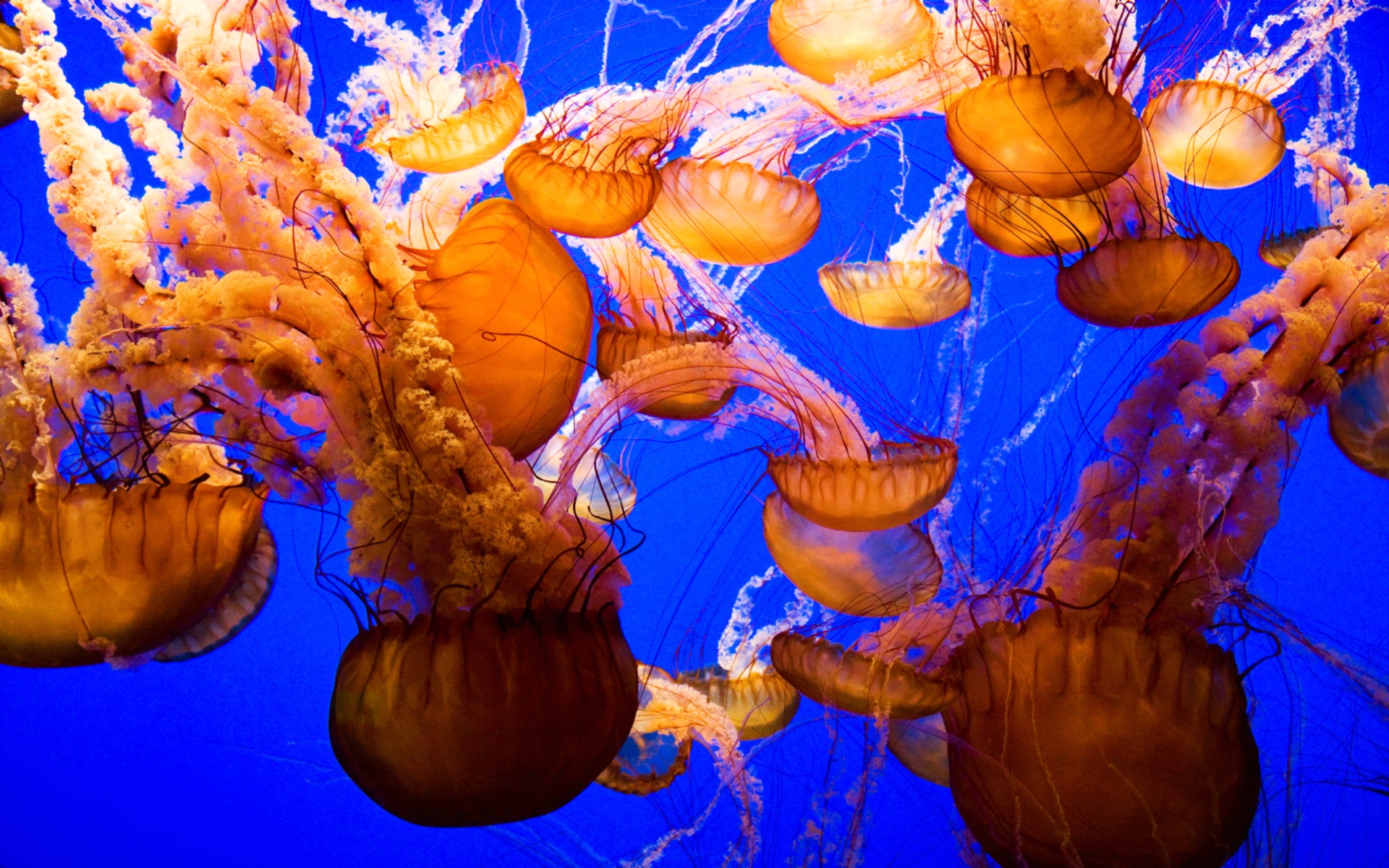 Jellyfish Background