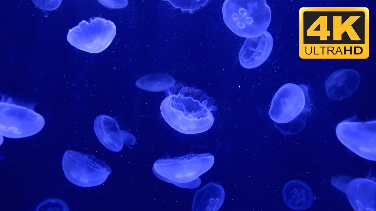 Jellyfish Background