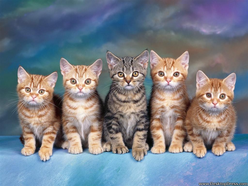 Kittens Backgrounds