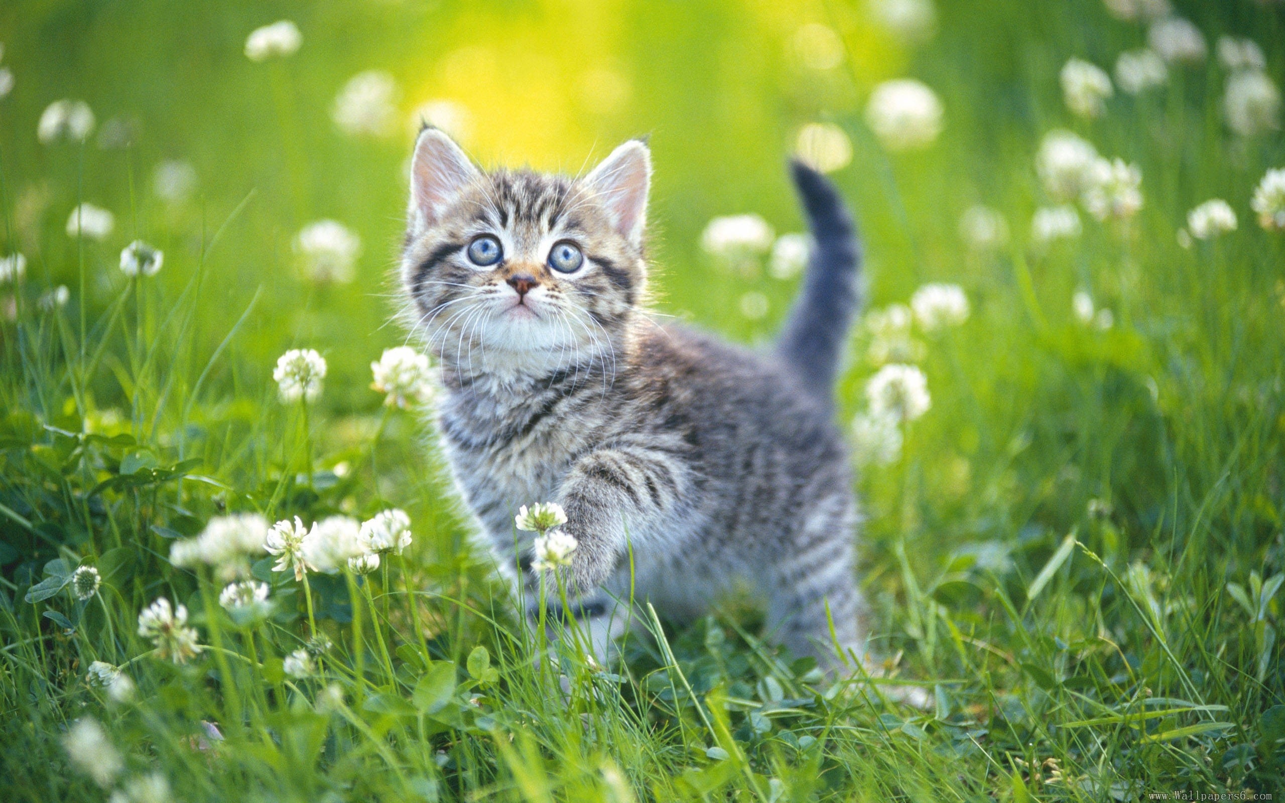 Kittens Backgrounds