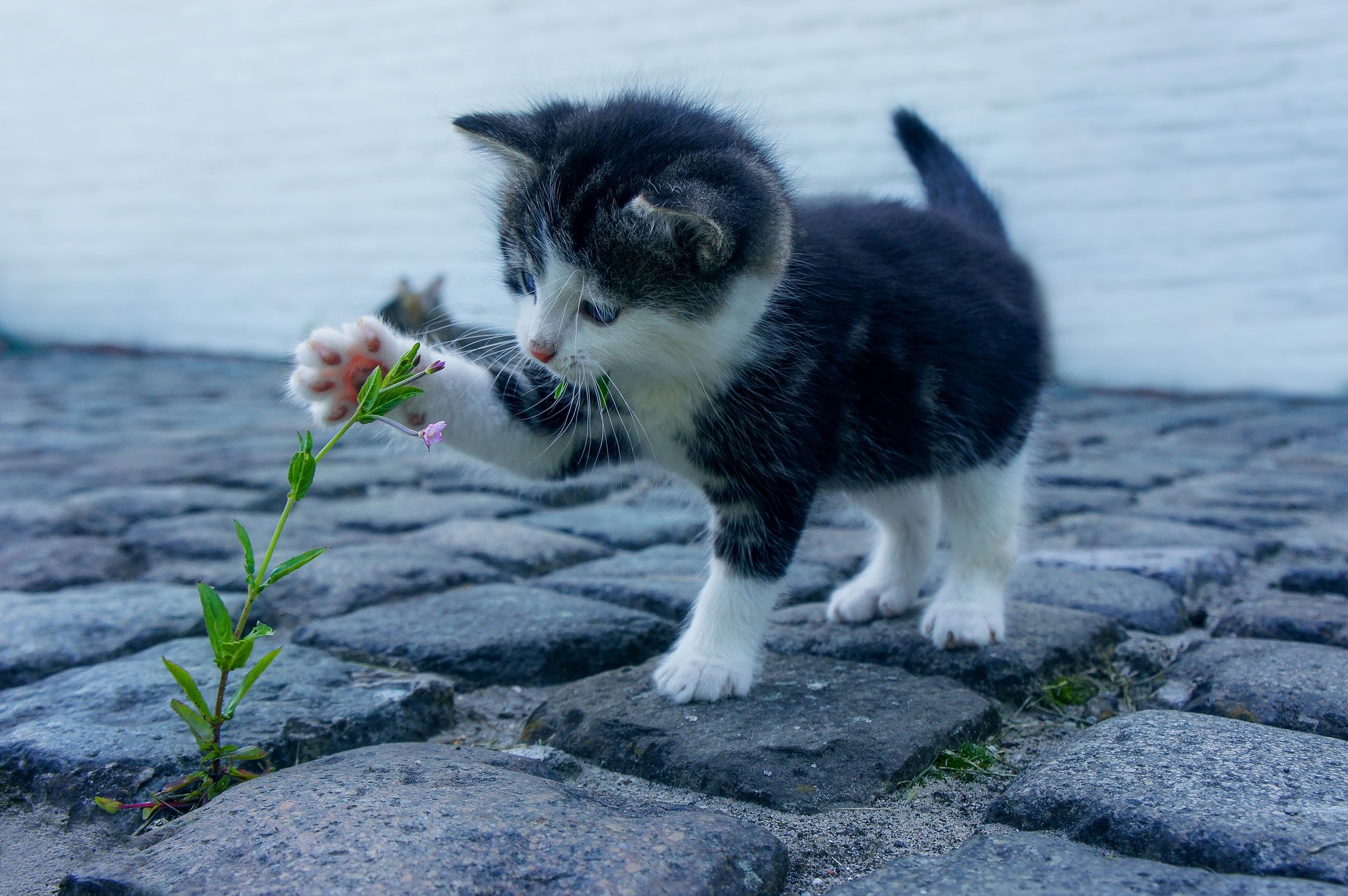 Kittens Backgrounds