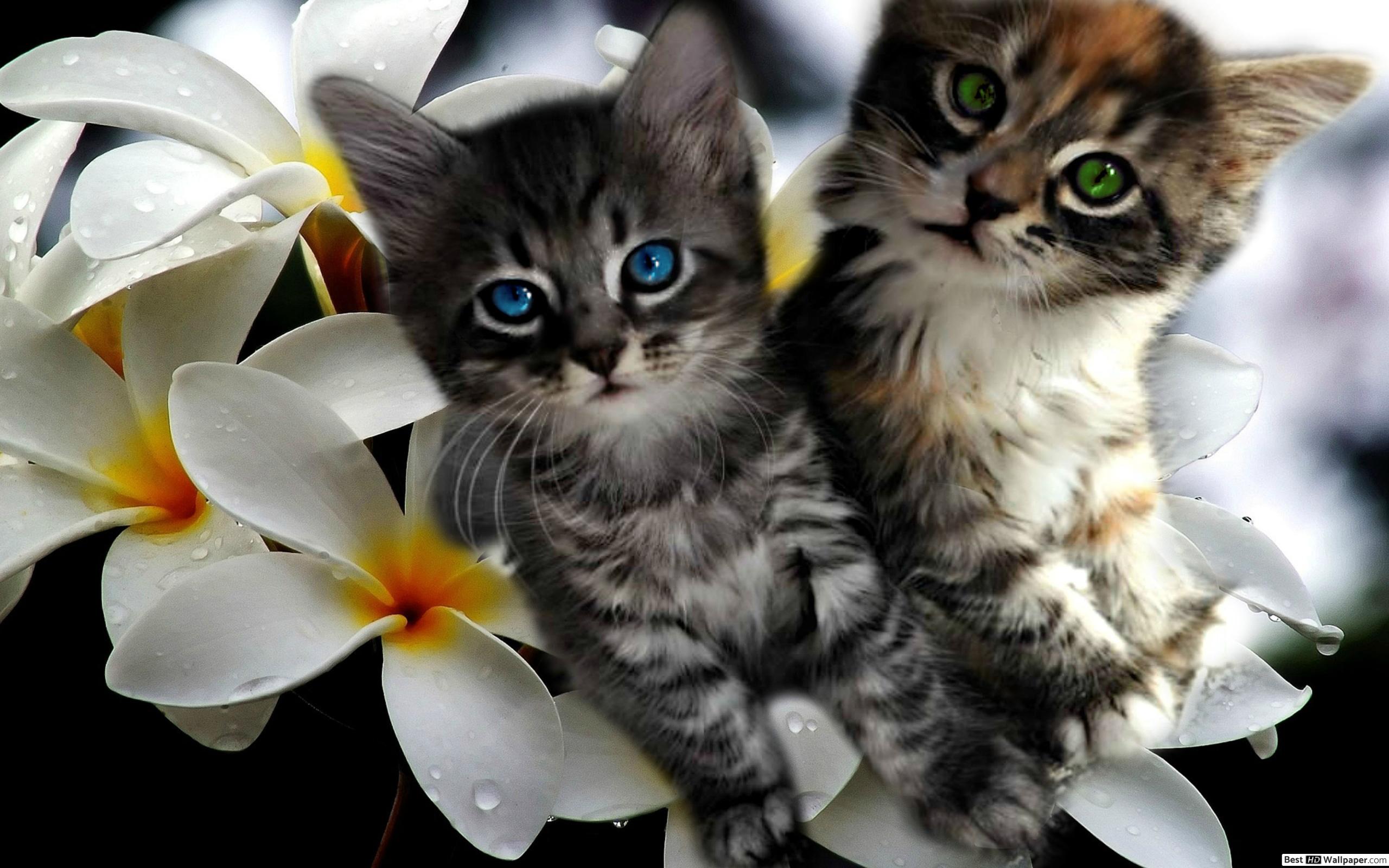 Kittens Backgrounds