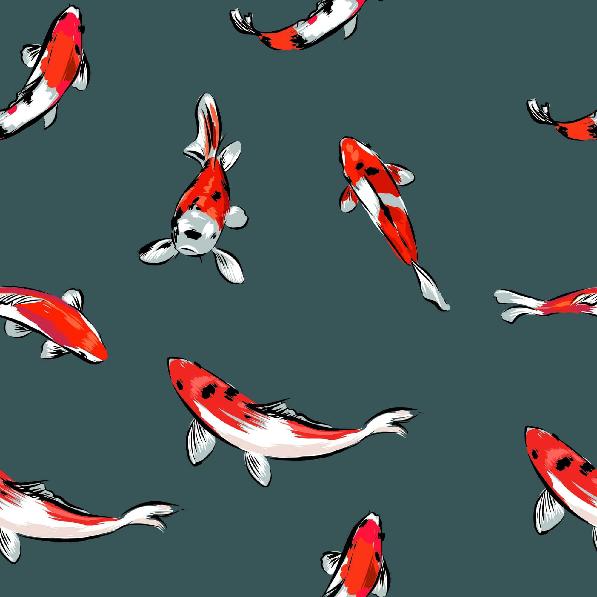 Koi Fish Desktop Background