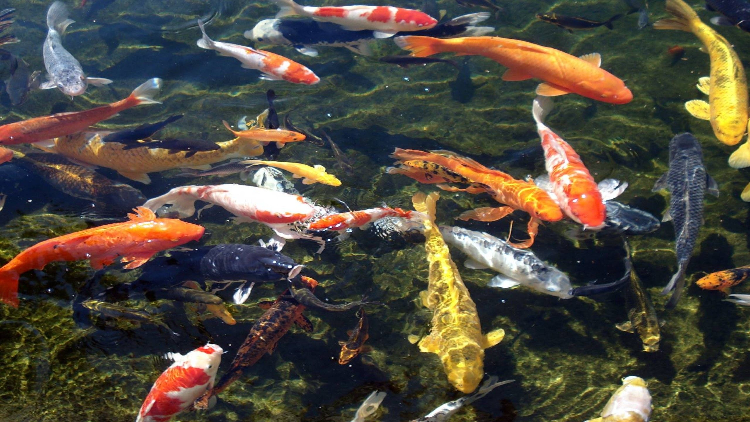 Koi Pond Background