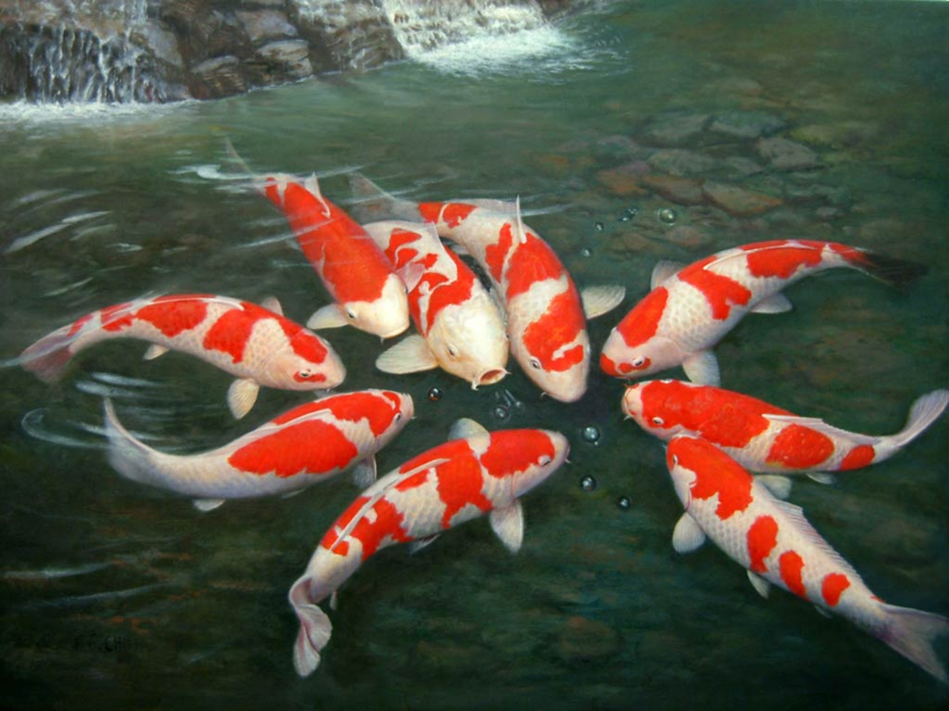 Koi Pond Background