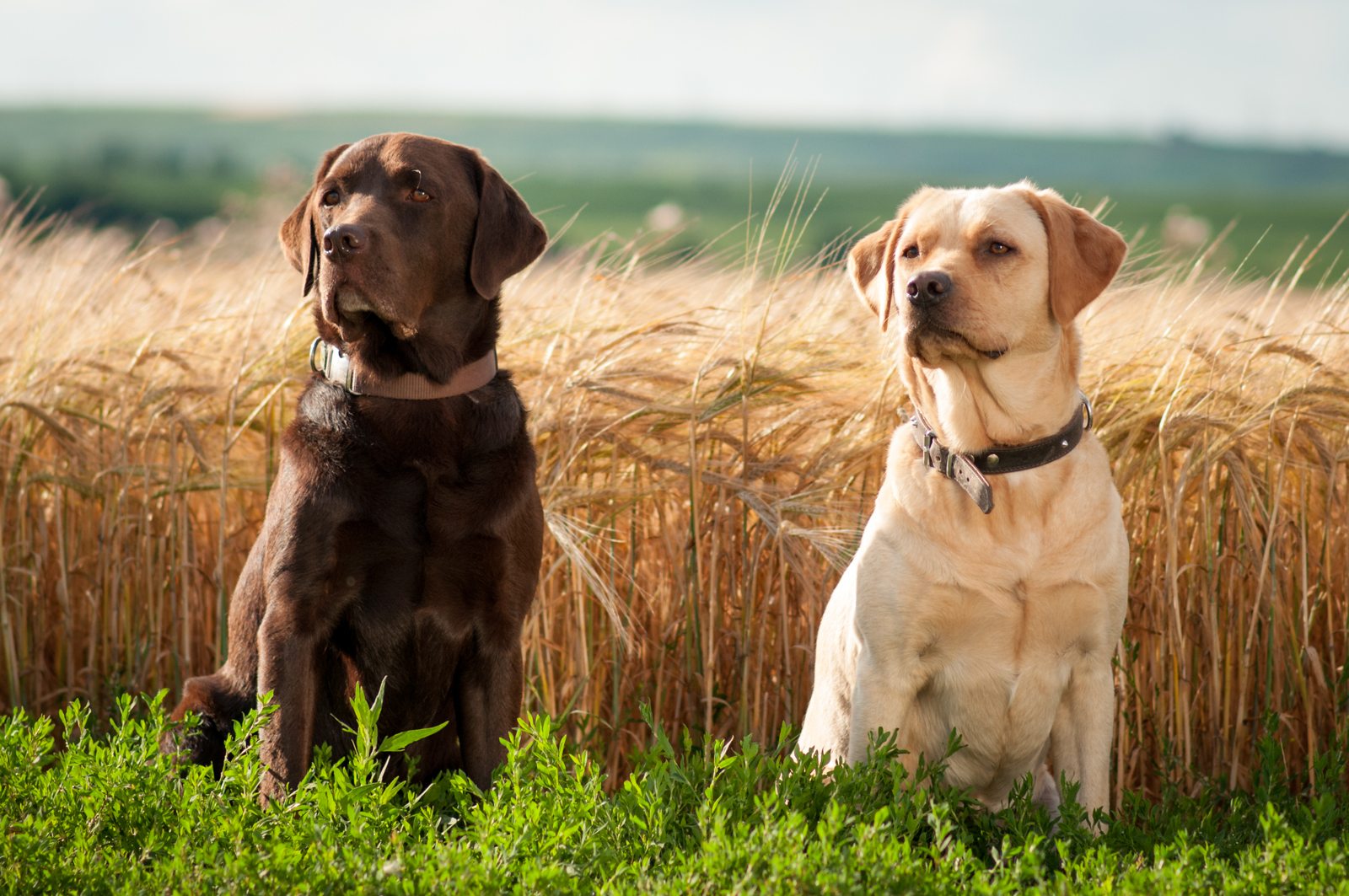 Labrador Backgrounds