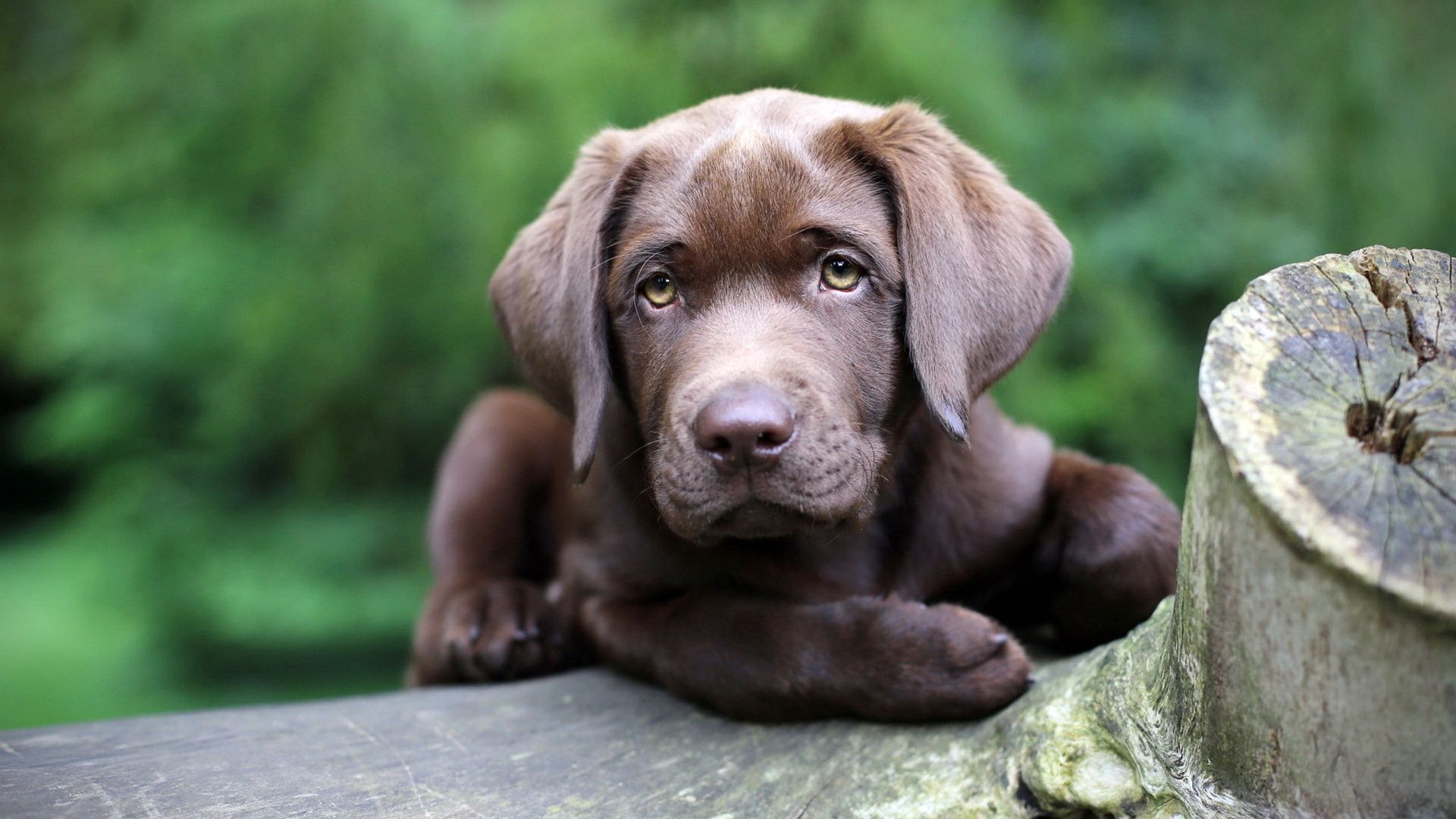 Labrador Backgrounds