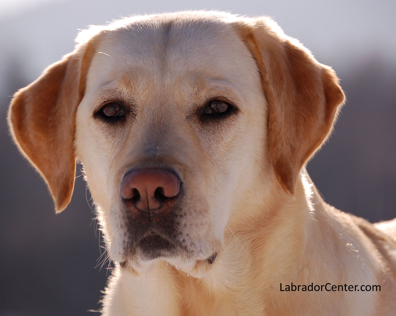 Labrador Backgrounds