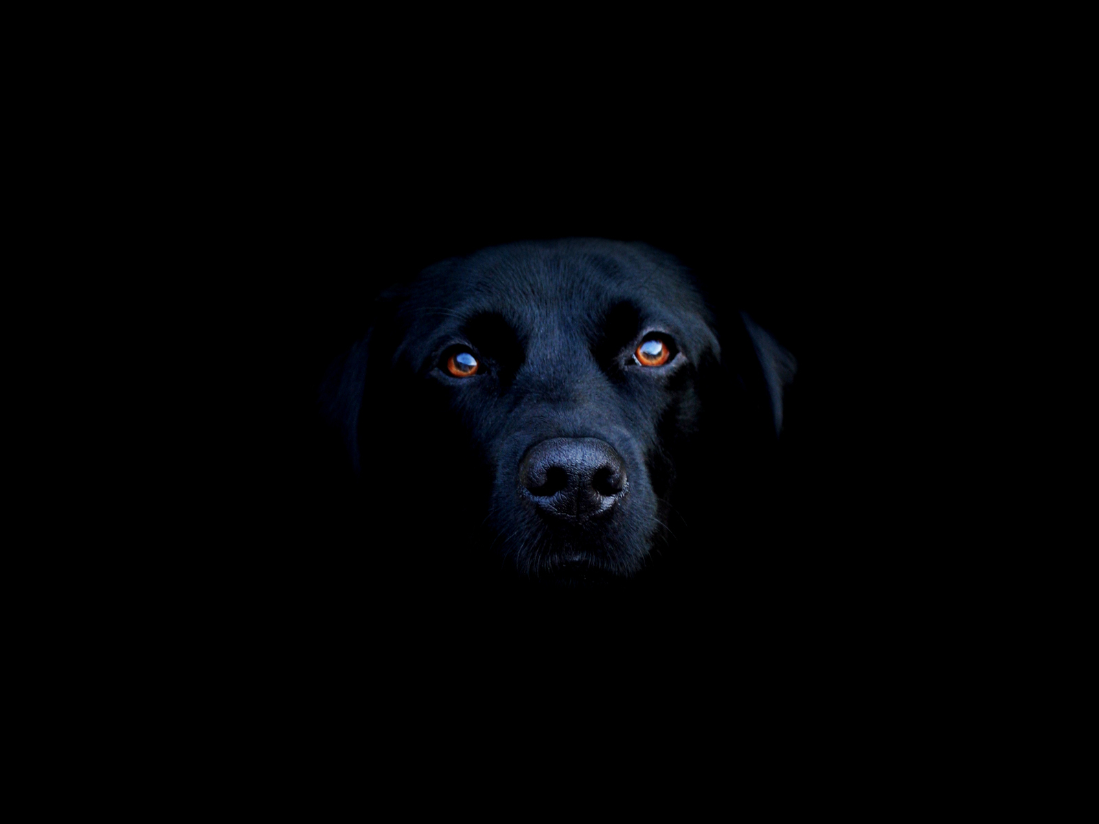 Labrador Backgrounds