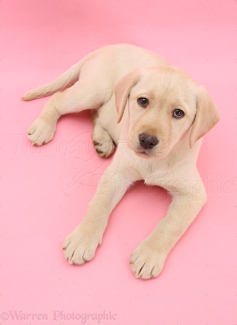 Labrador Backgrounds