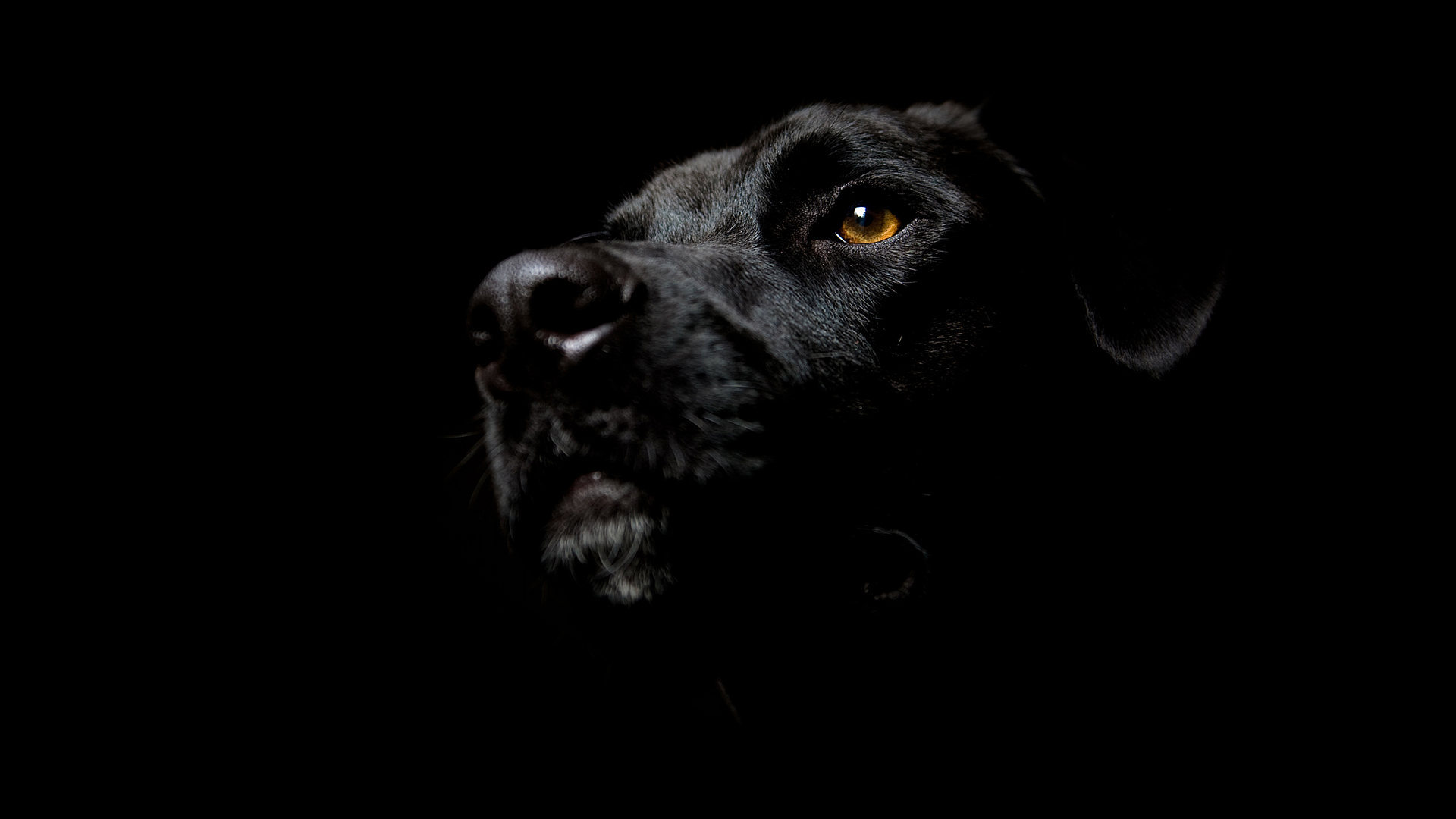 Labrador Backgrounds