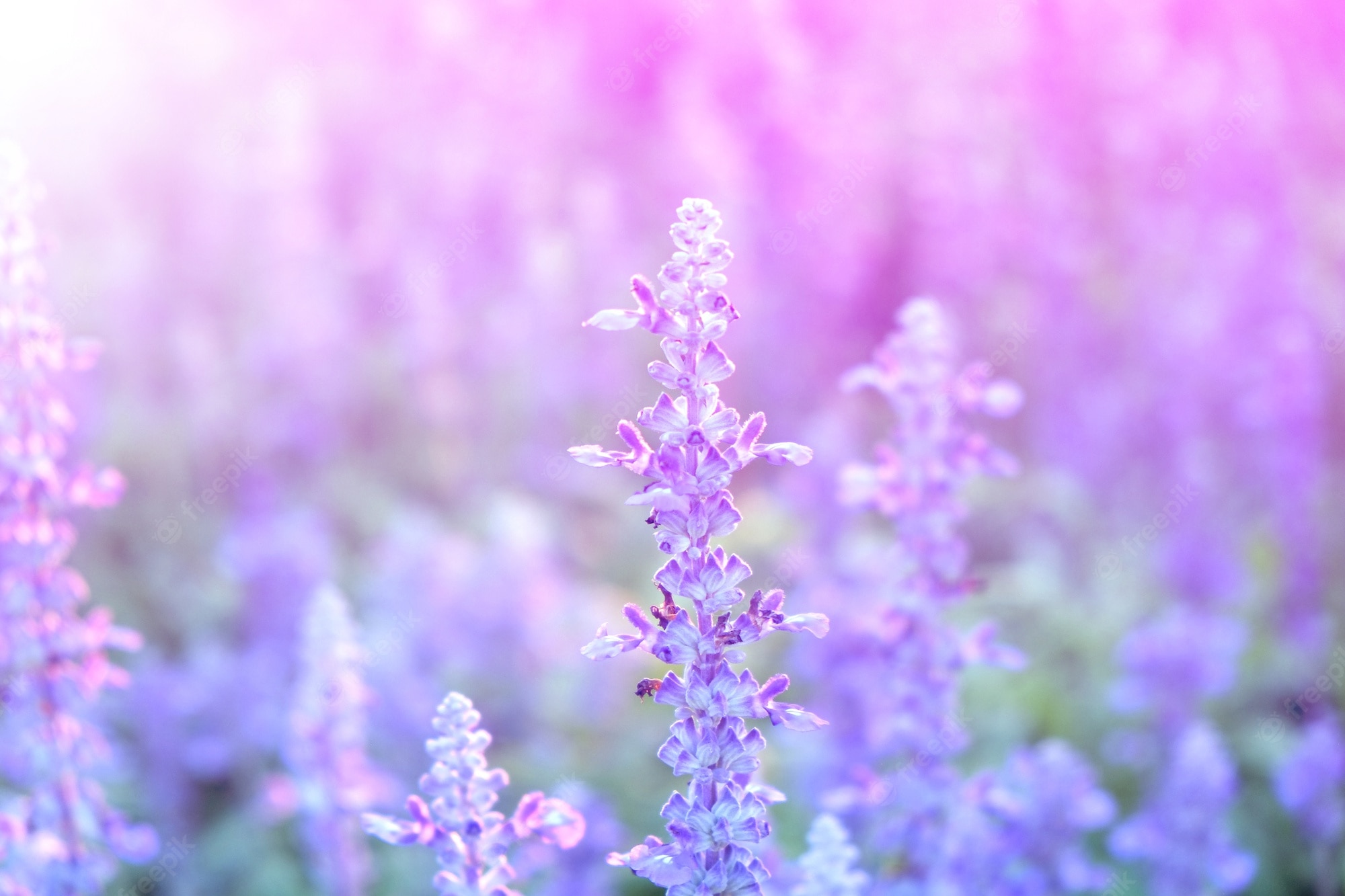 Lavender Flower Backgrounds