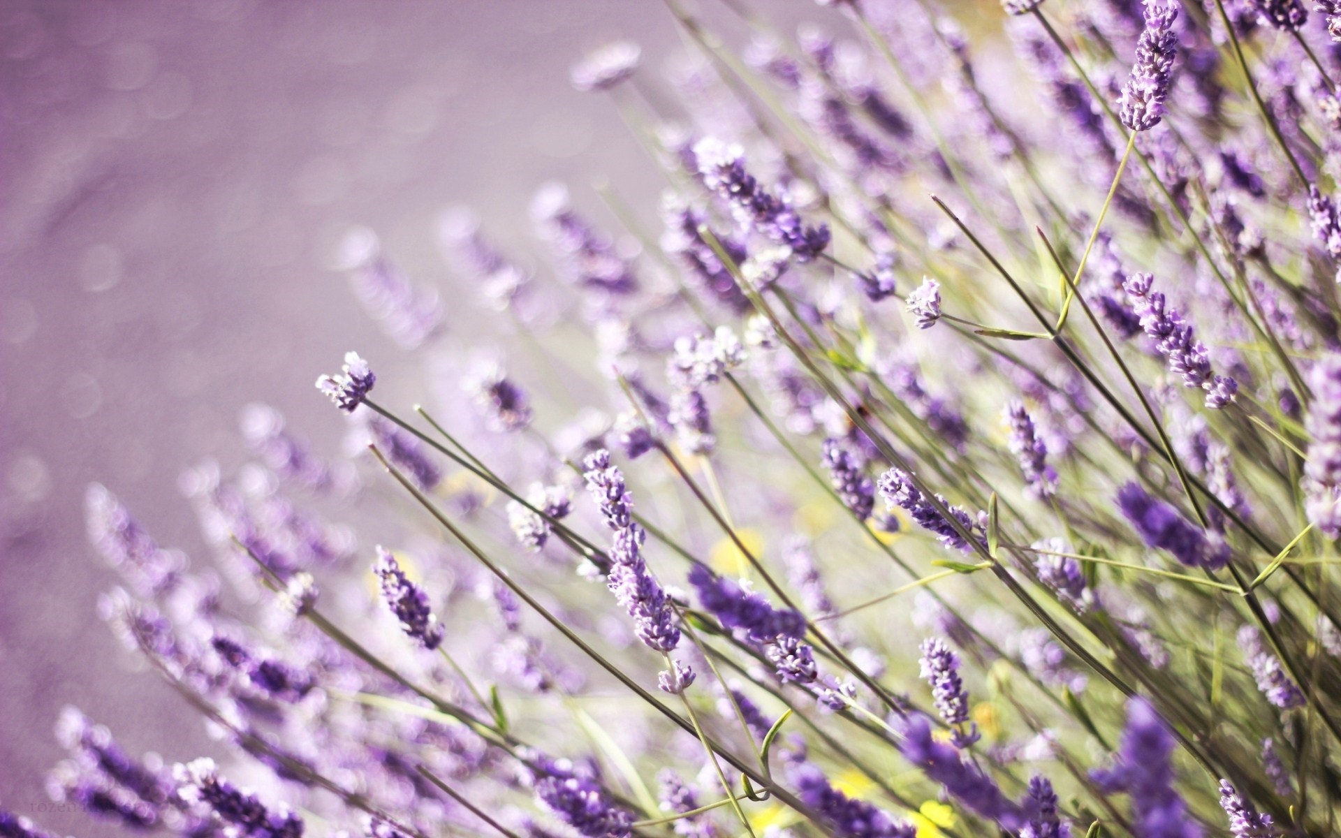 Lavender Flower Backgrounds