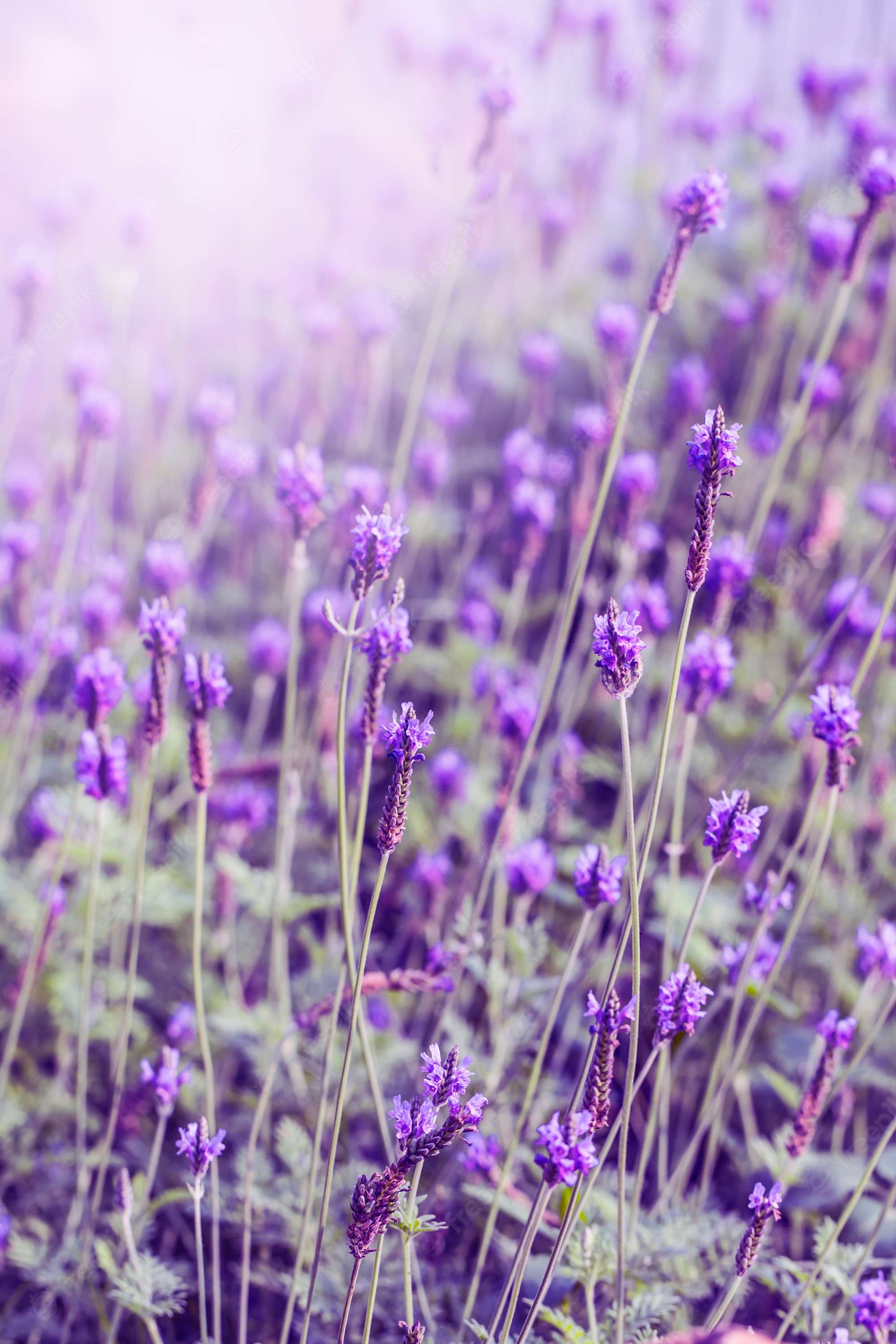 Lavender Flower Backgrounds