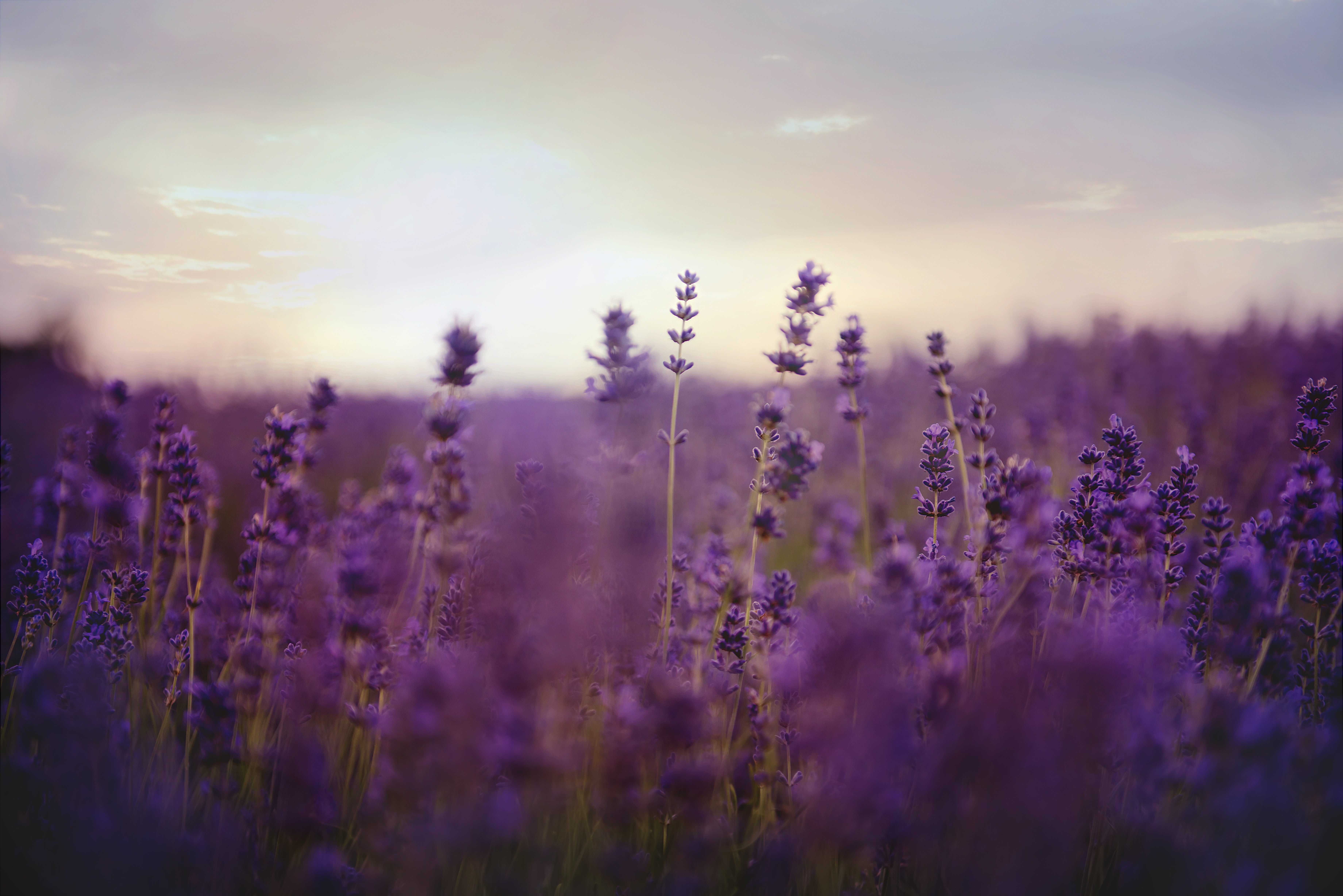 Lavender Flower Backgrounds