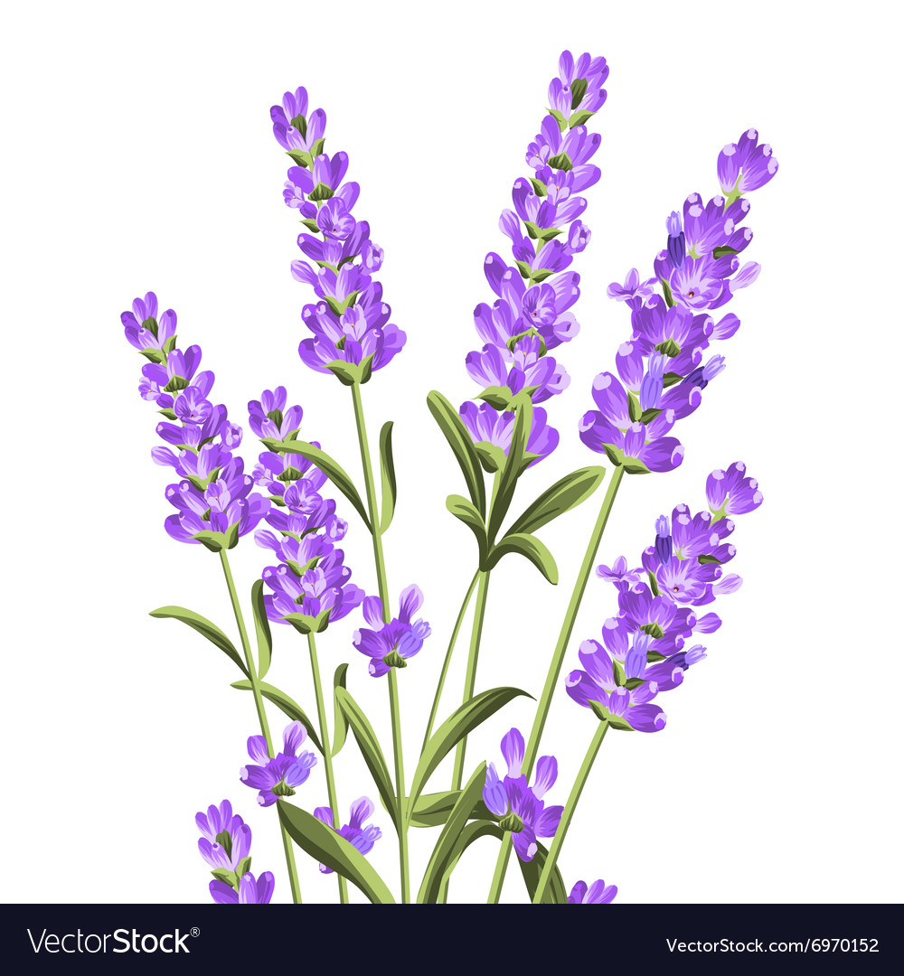 Lavender Flower Backgrounds