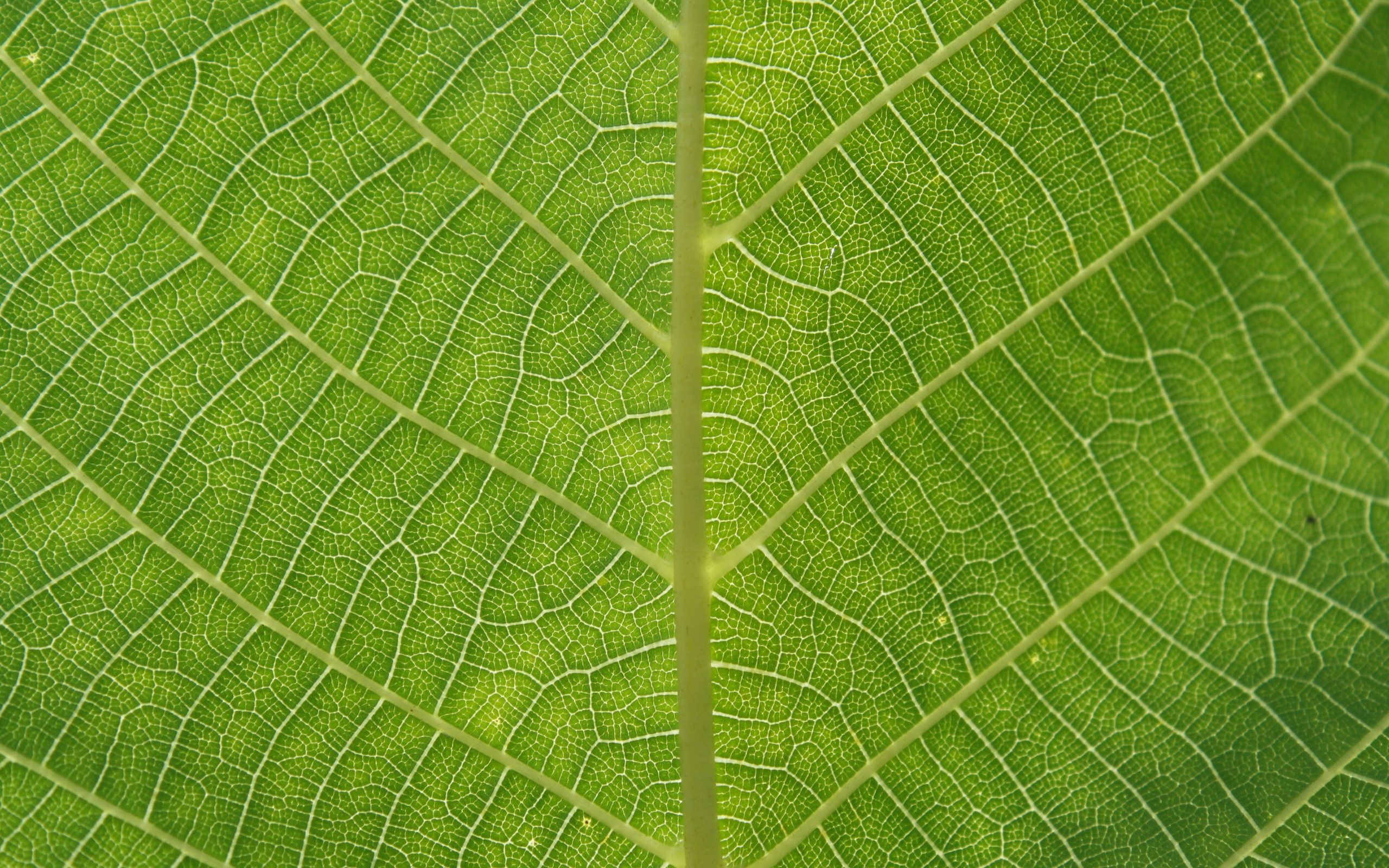 Leaf Texture Background