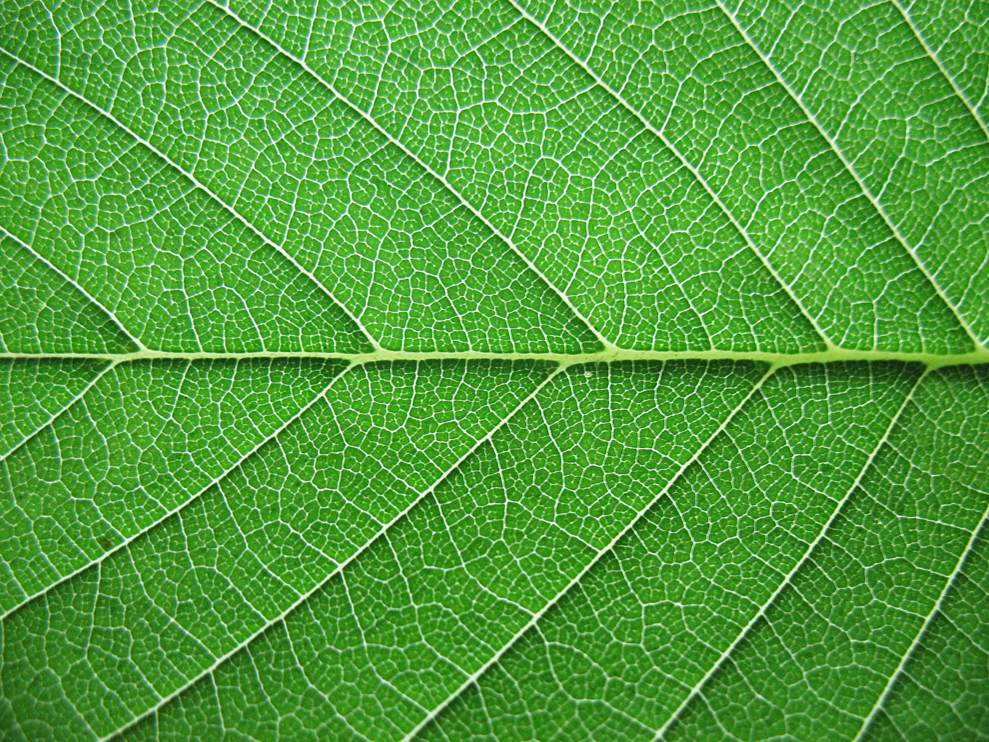 Leaf Texture Background