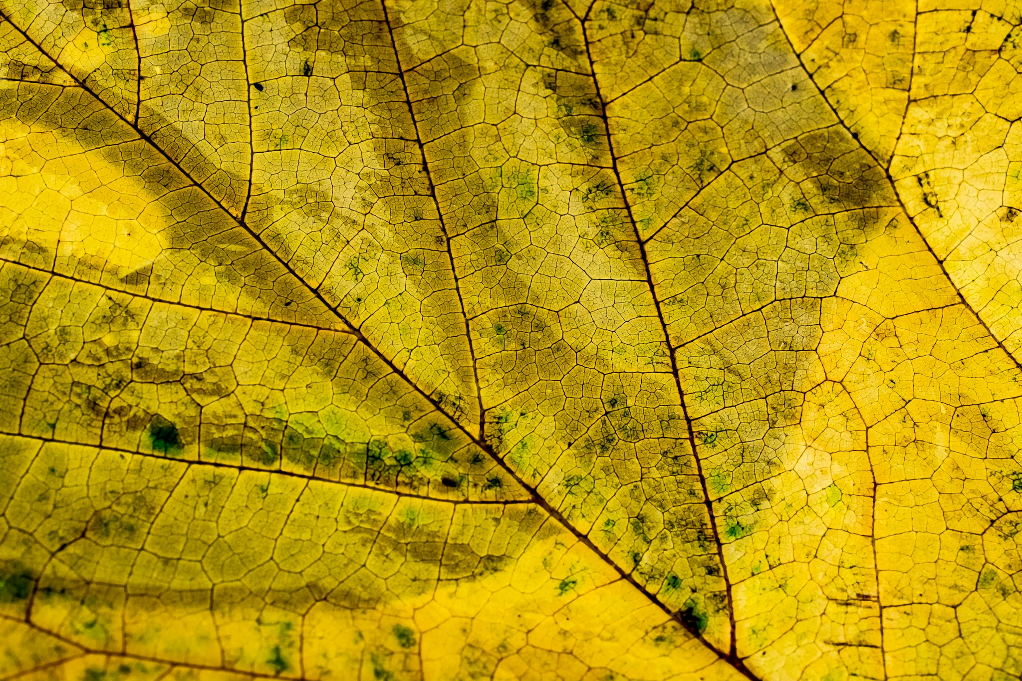 Leaf Texture Background