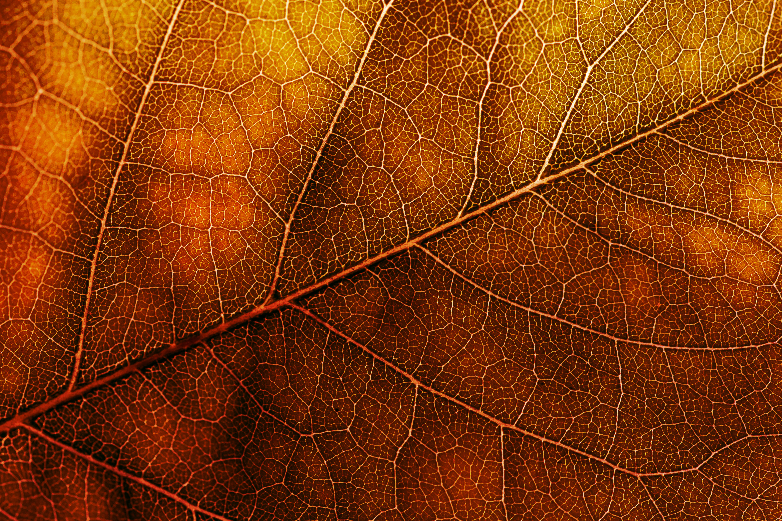 Leaf Texture Background