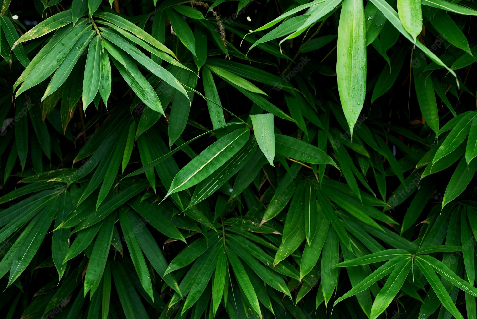 Leaf Texture Background