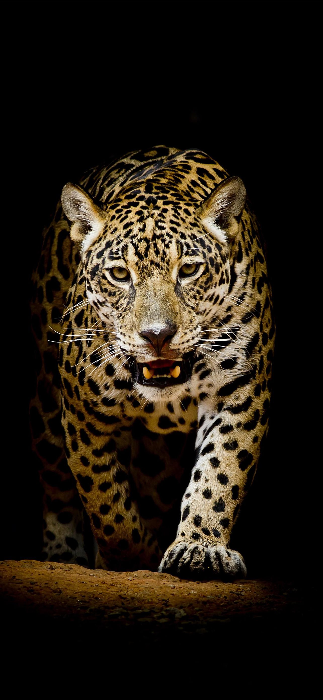 Leopard Background Iphone