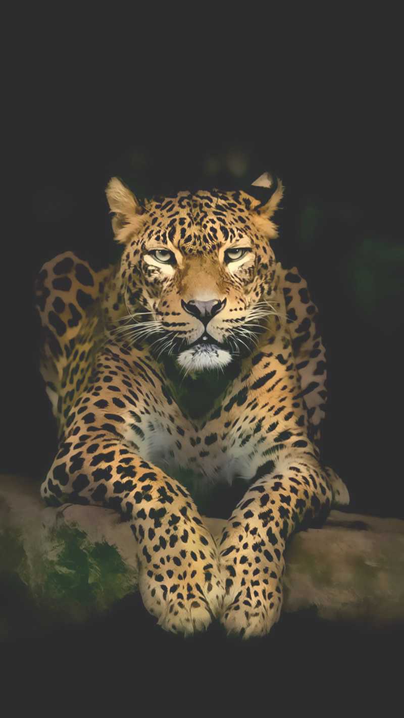 Leopard Background Iphone