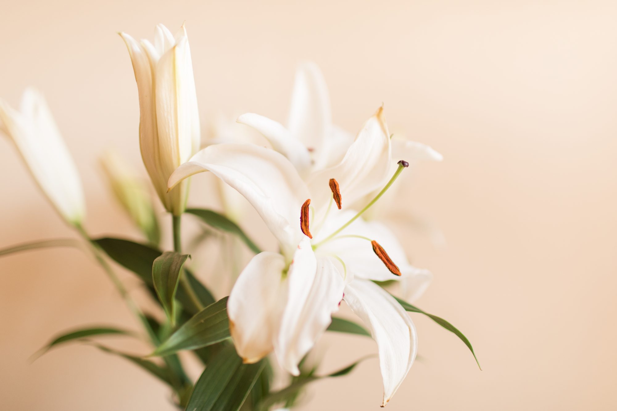 Lilies Backgrounds