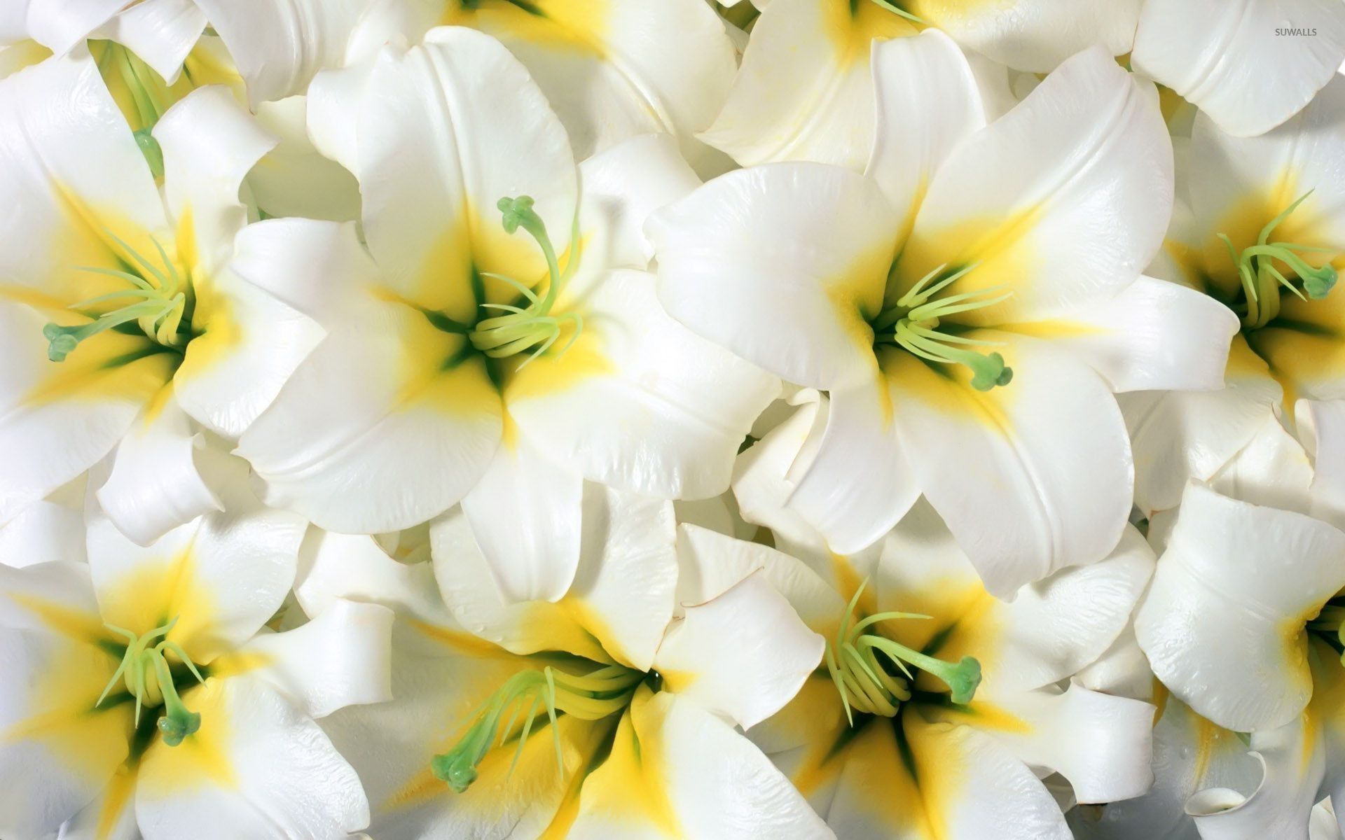 Lilies Backgrounds