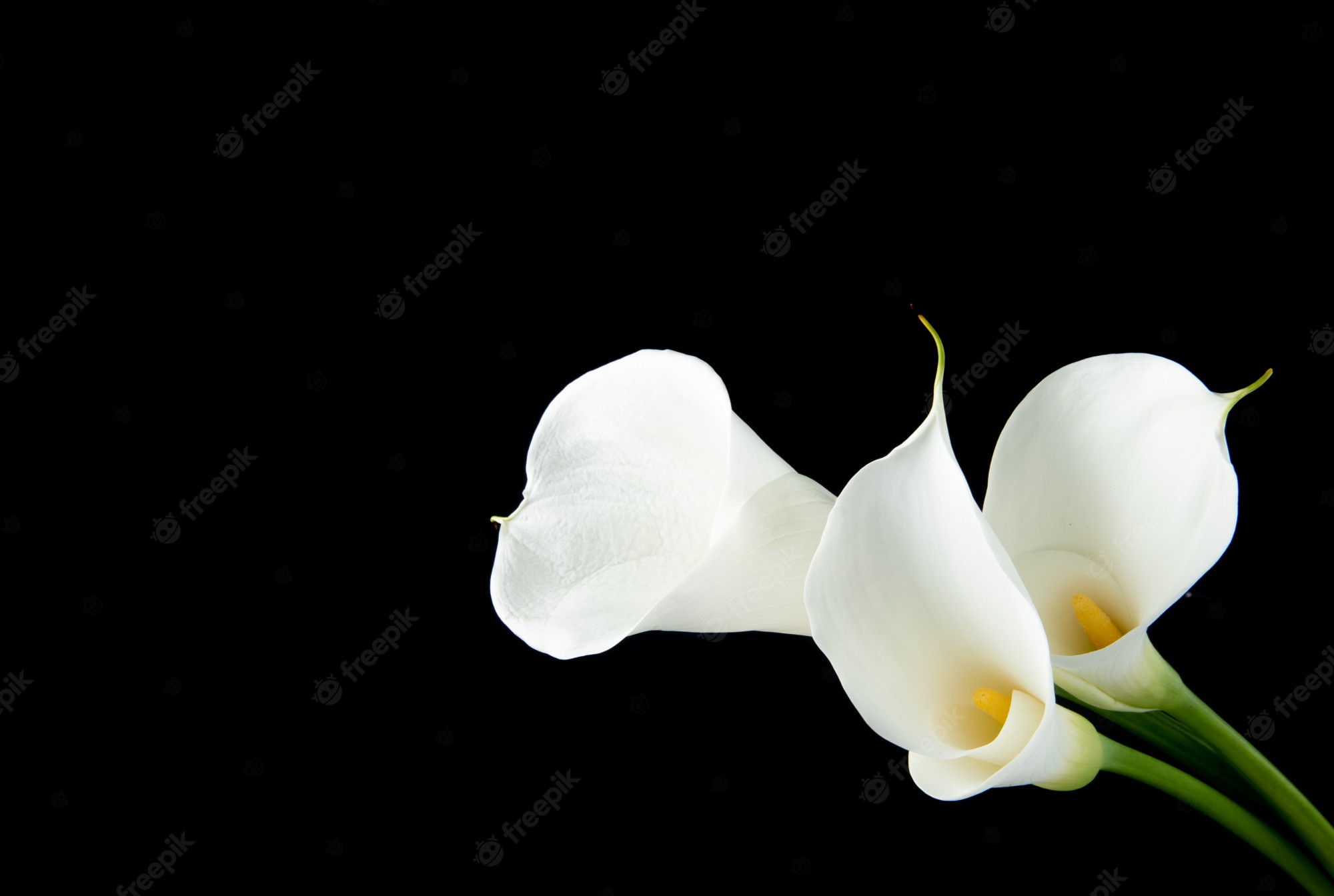 Lilies Backgrounds