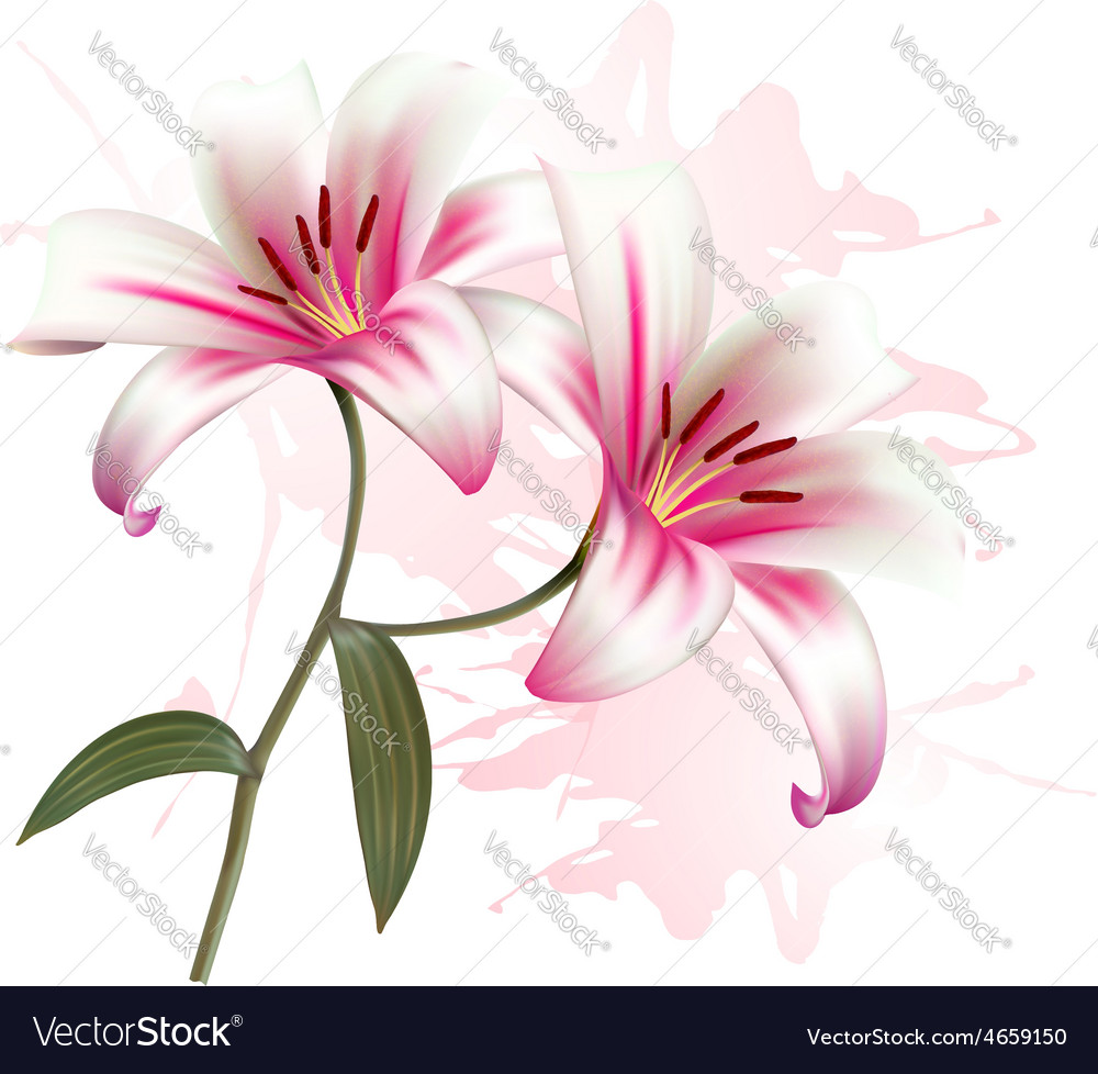 Lilies Backgrounds