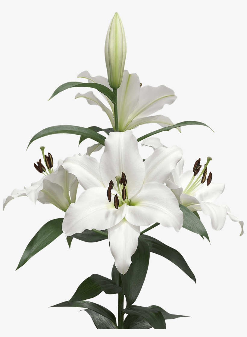 Lilies Backgrounds