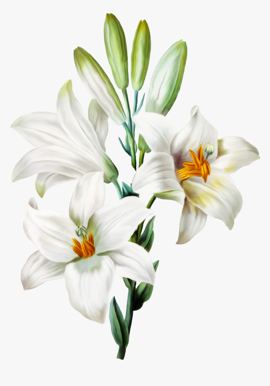 Lilies Backgrounds