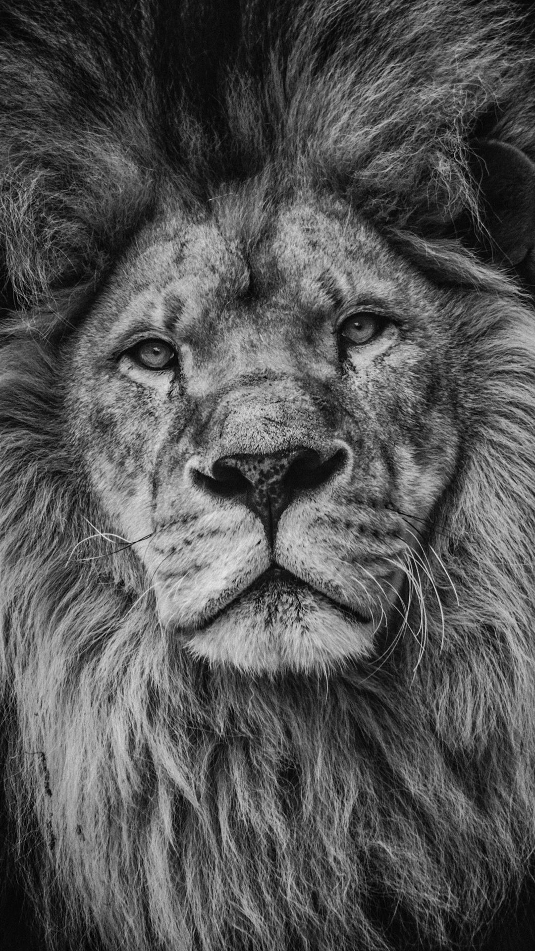 Lion Background Iphone