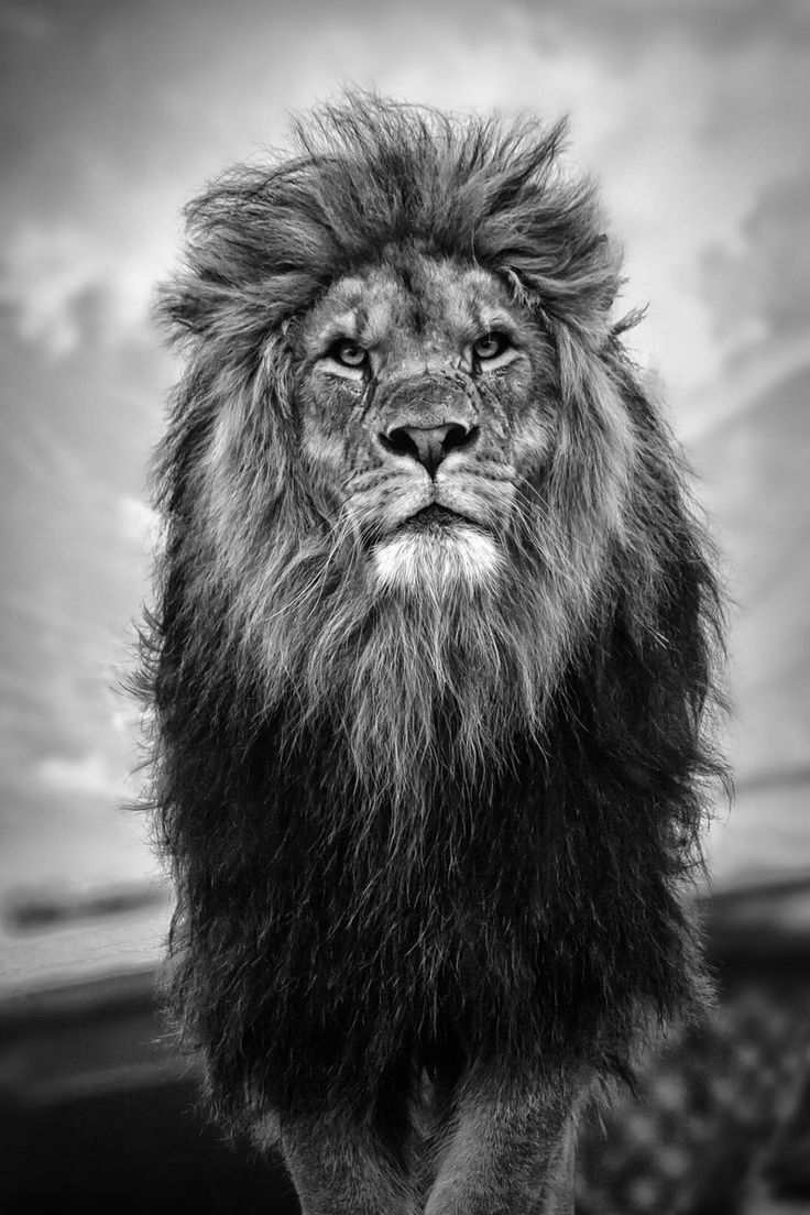 Lion Background