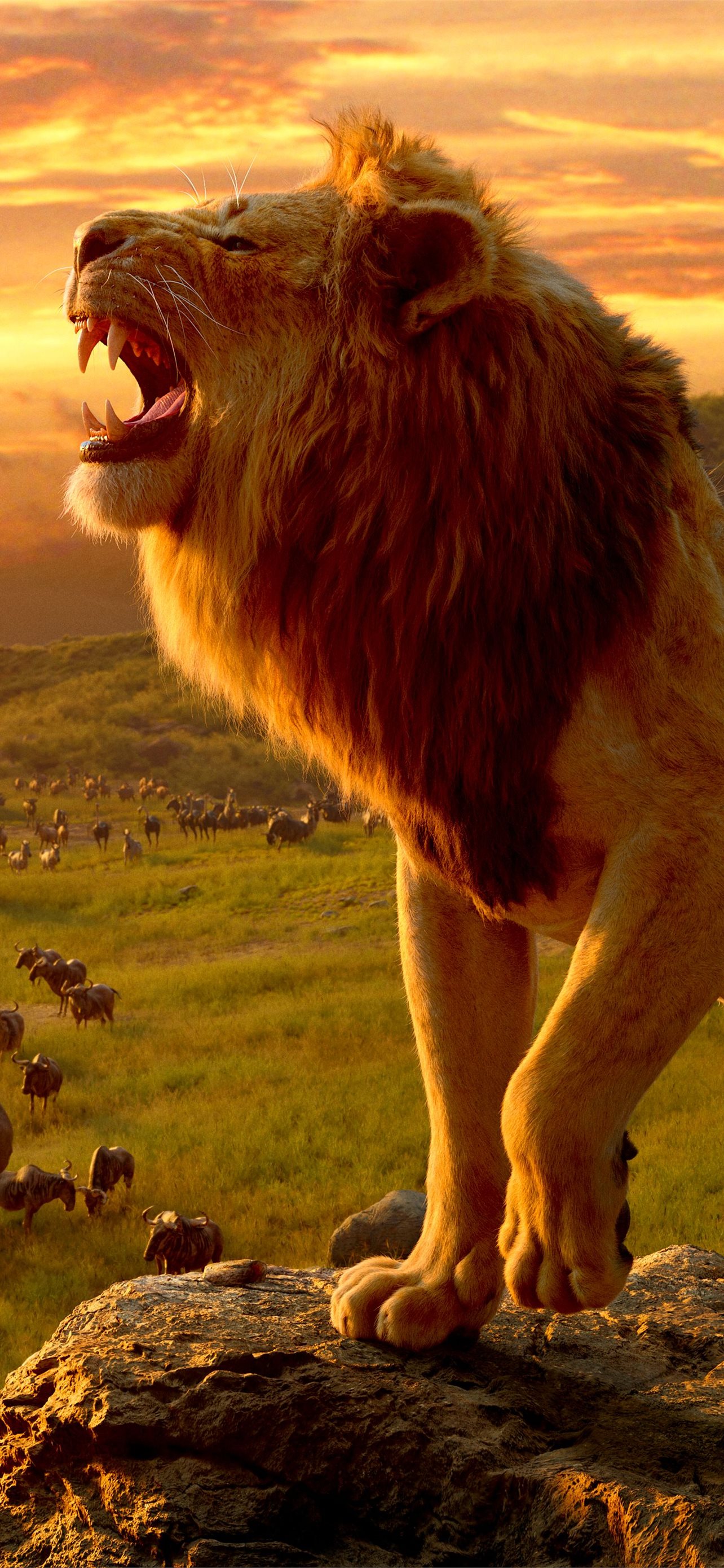 Lion Phone Background