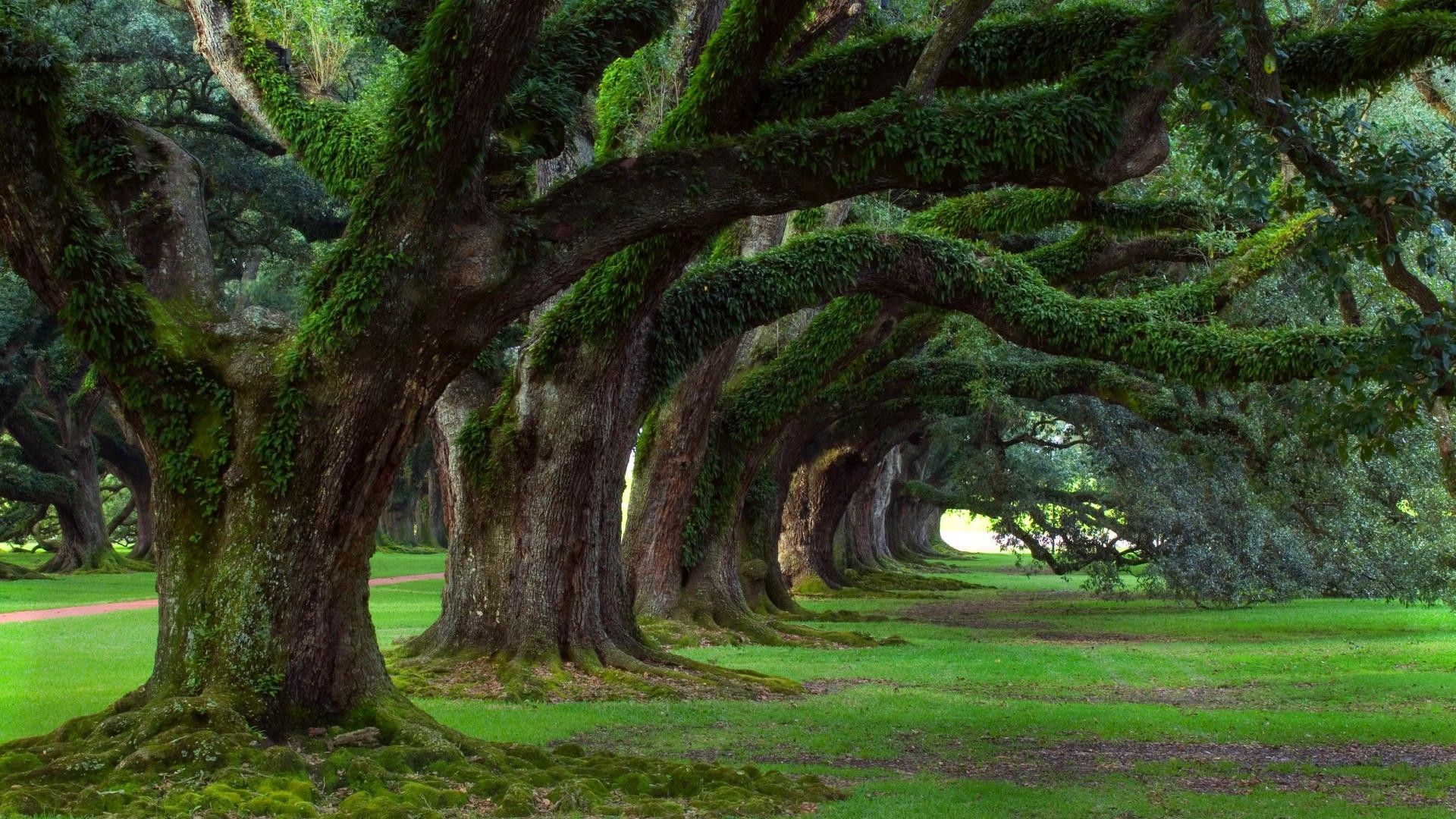 Louisiana Backgrounds