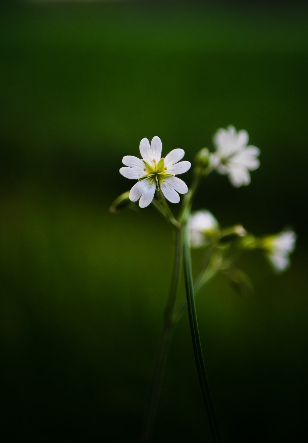 Macro Photography Background