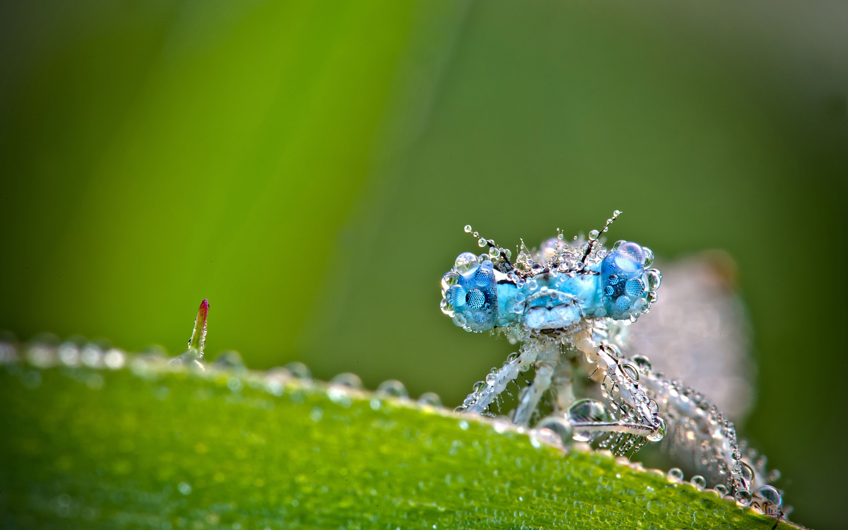 Macro Photography Background